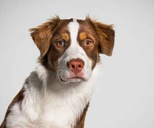 Picture for category Freeze Dried Raw